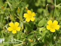 カタバミの花 