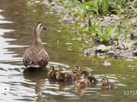 カルガモの親子 親鳥とヒナ