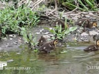 カルガモの親子　ヒナが川の岸辺で採餌 