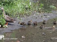 カルガモの親子　ヒナが川の岸辺で採餌 