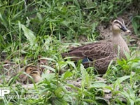 カルガモの親子　川の岸辺で休む 