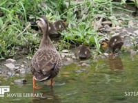 カルガモの親子　ヒナが川の岸辺で採餌 