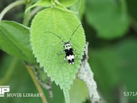 ラミーカミキリ　食草のカラムシで 