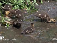 カルガモのヒナ　川岸で採餌 