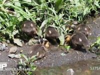 カルガモのヒナ　川岸で採餌 