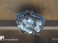 セグロアシナガバチの巣 