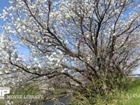 桜 タイムラプス・1shot/1sec