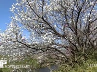 桜 タイムラプス・1shot/1sec