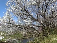 桜 タイムラプス・1shot/1sec