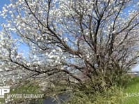 桜 タイムラプス・1shot/1sec