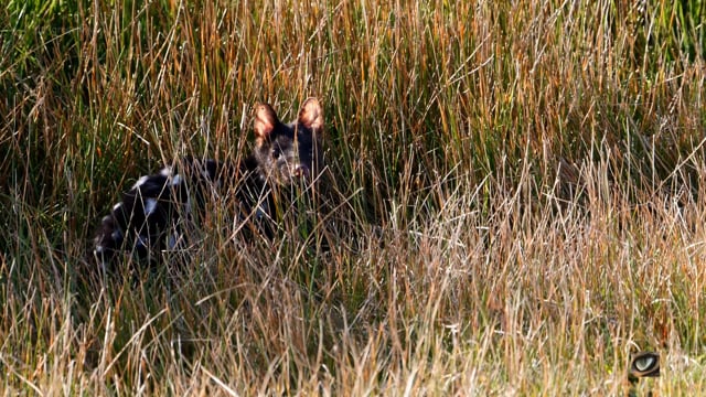 Eastern Quoll (Dasyurus viverrinus, Dasyuridae: Dasyurids) Canberra Australia July 2020 (4K)