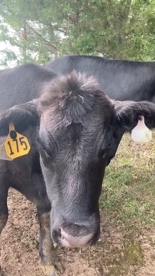 Meet Your Meat Lund Angus Farm