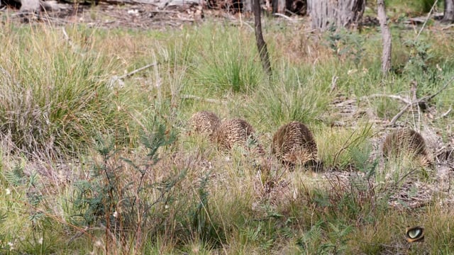 Short-beaked Echidna (mating 'train') (Tachyglossus aculeatus) Canberra, Australia, Sept 2020 (4K)