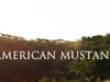 American Mustang •  Official Theatrical Trailer