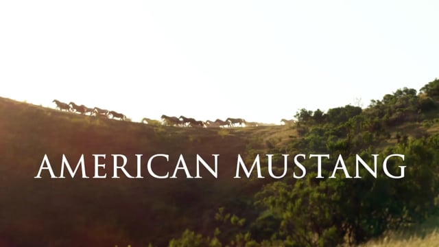 American Mustang •  Official Theatrical Trailer