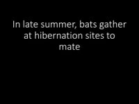 Bat Hibernation Site Behaviors