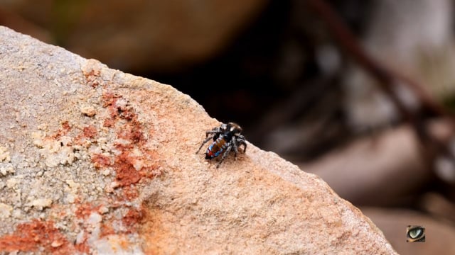Kicking Peacock Spider (Maratus calcitrans, Salticidae: Jumping & Peacock spiders) Canberra, Australia Oct 2020 (1080p)