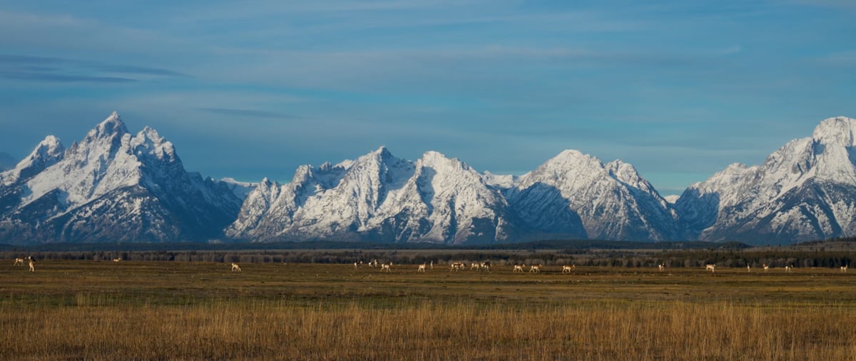 Animal Trails: Rediscovering Grand Teton Migrations On Vimeo