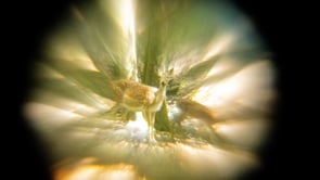 Nessun cielo &egrave; senza luce