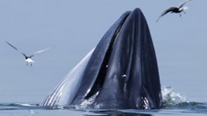 Thai Whales