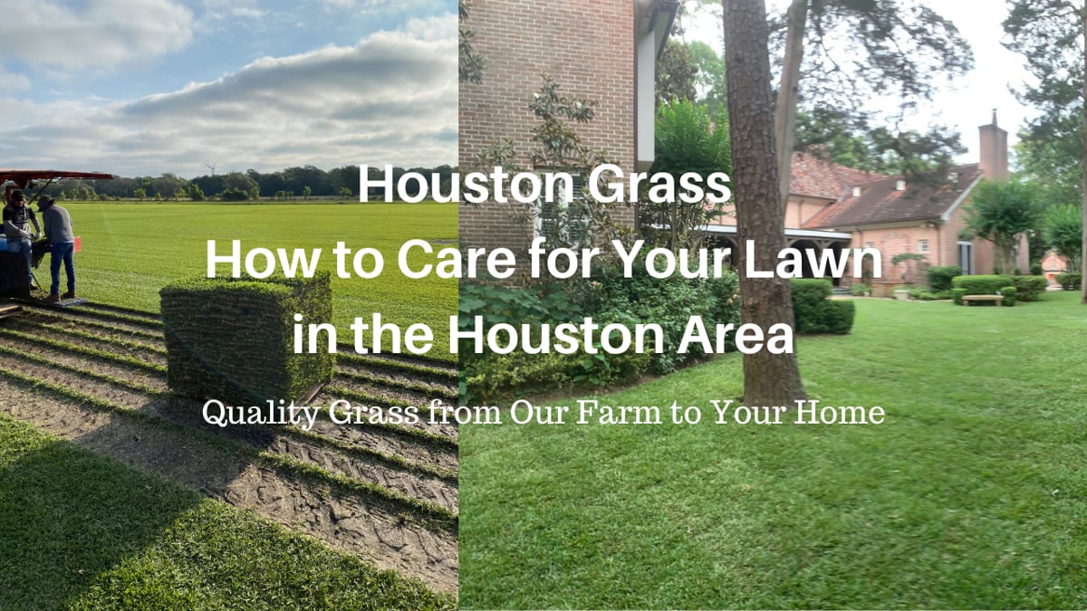 How To Care For Your Lawn In The Houston Area