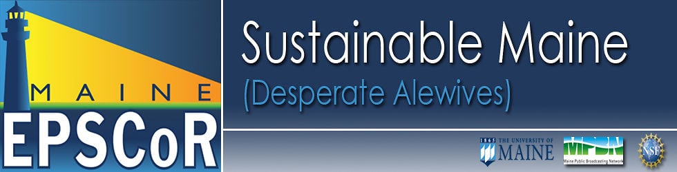SUSTAINABLE MAINE: Desperate Alewives