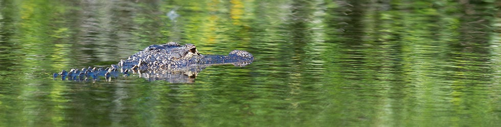 Everglades National Park- HD