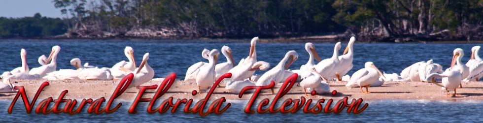 Natural Florida Television