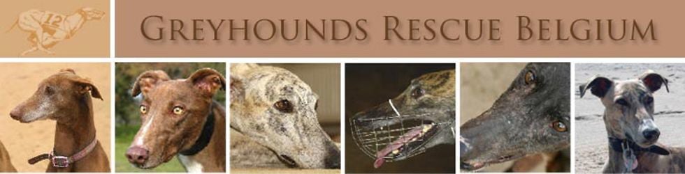 greyhoundsrescue