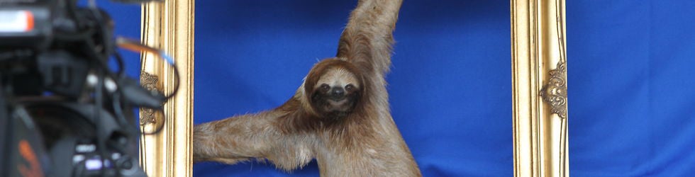 Sloth TV