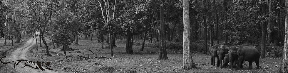 Conservation India (CI)