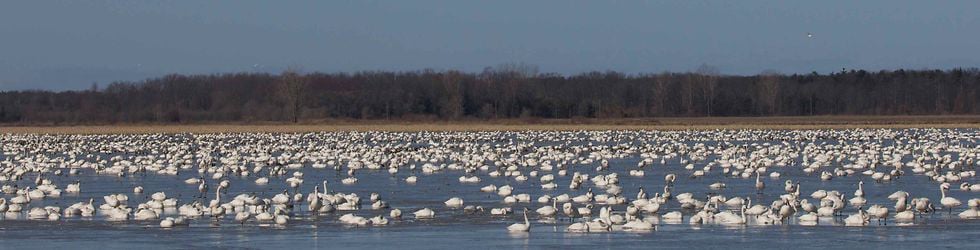 Friends of the Tundra Swans