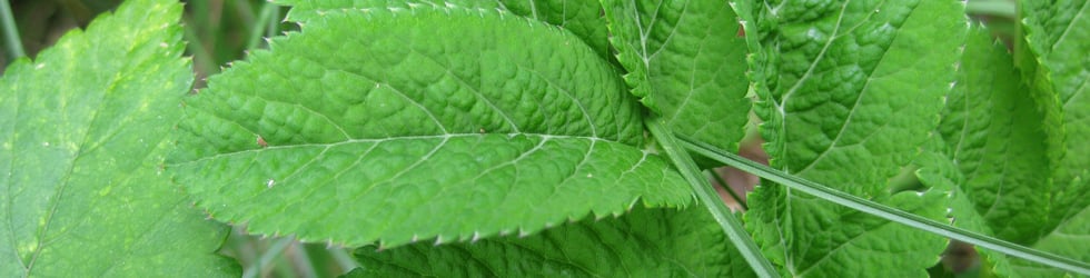 green surface technology