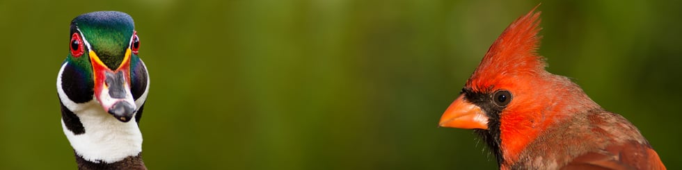 Digiscoped Birds and Wildlife