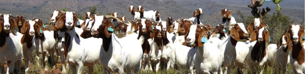Patriot Boer Goat Stud