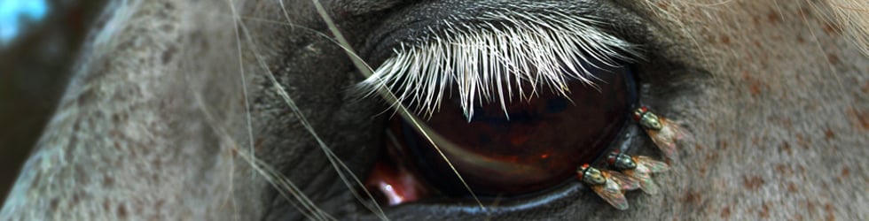 HORS OEIL EDITIONS
