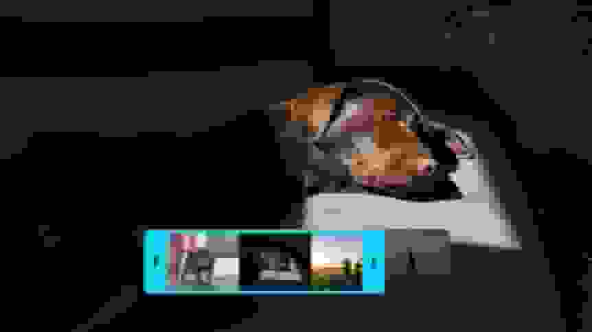 Create a video using images of a dog.