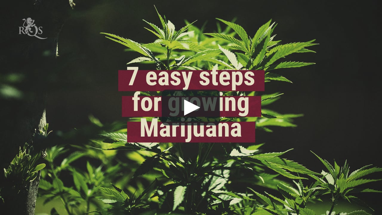 How to Grow Marijuana Indoors: Step-By-Step Guide