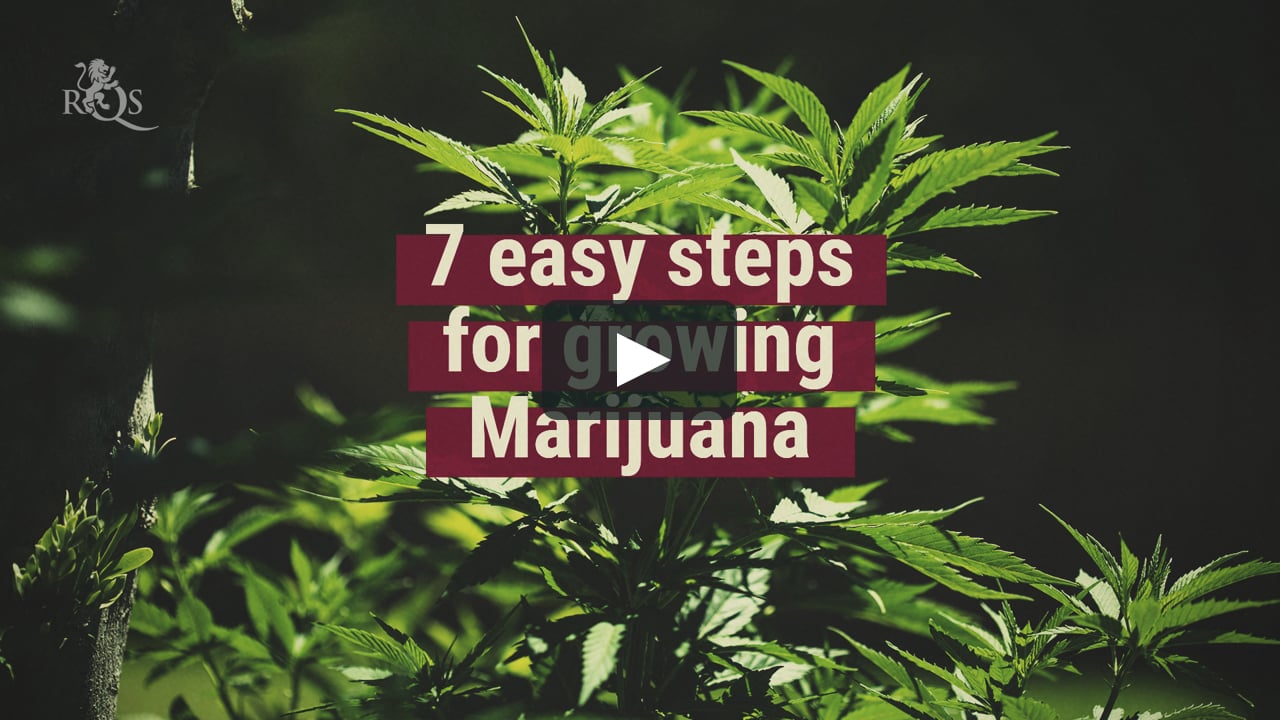 How To Grow Weed In 7 Easy Steps - Royal Queen Seeds