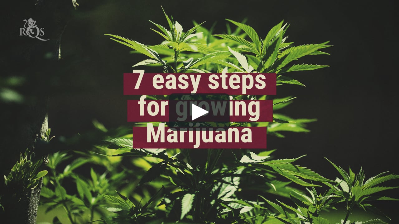 How To Grow Your First Cannabis Plant In 10 Steps - Zamnesia Blog