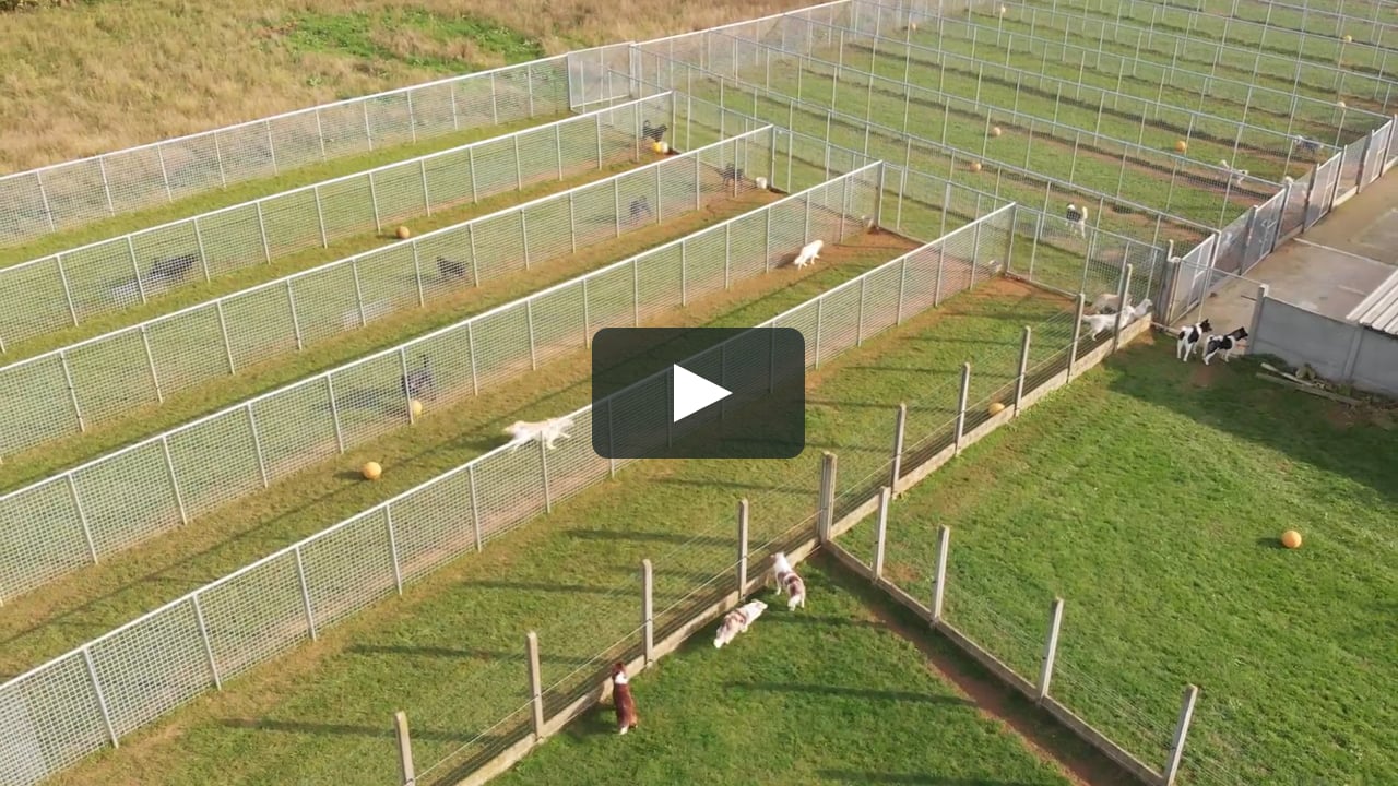 Verplaatsing Kwijtschelding Onze onderneming Hondenkennel Het Hezehof on Vimeo