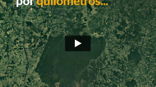 Uma floresta em meio à destruição