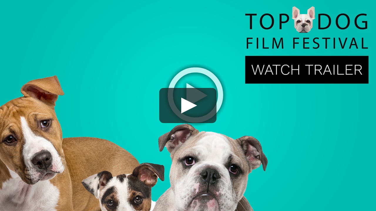 Dog Film Festival - 2020 Trailer on Vimeo