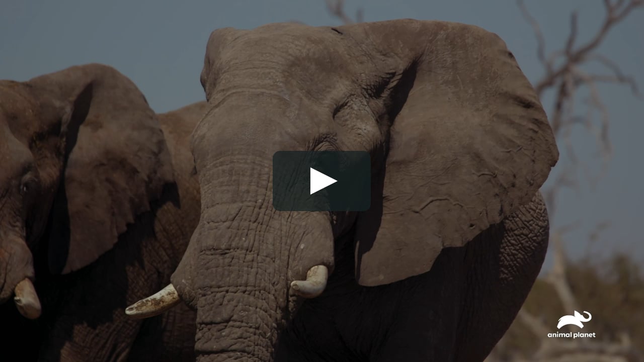 Walking with Elephants - Levison Wood on Vimeo