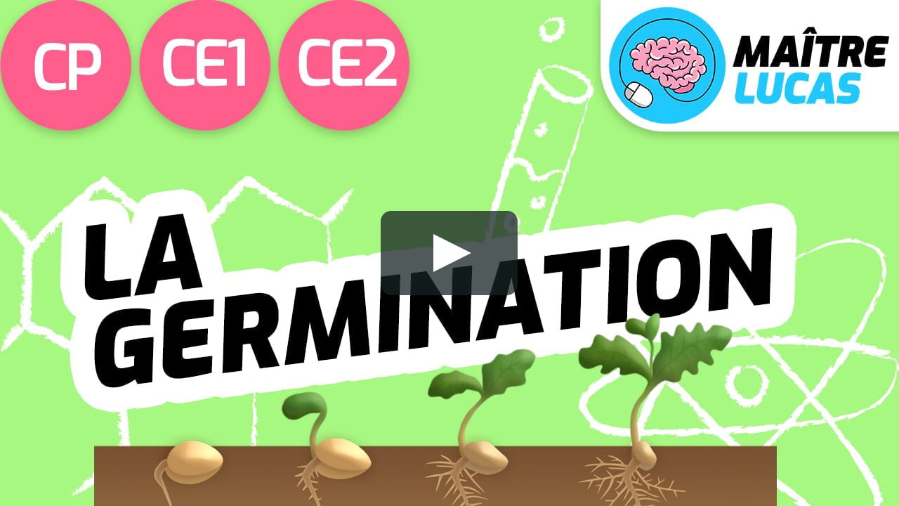 La Germination Sciences Questionner Le Monde Cp Ce1 Ce2 Cm1 Cm2 Cycle 2 Cycle 3 On Vimeo