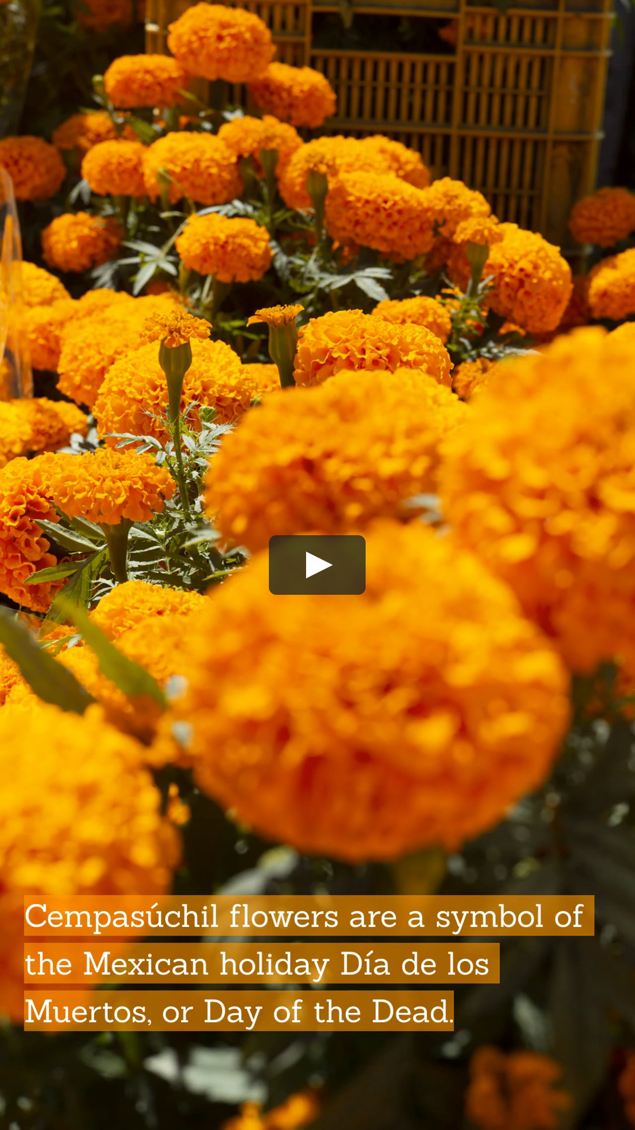 Cempasuchil Flower Harvest On Vimeo Cempasuchil Flower Harvest On Vimeo