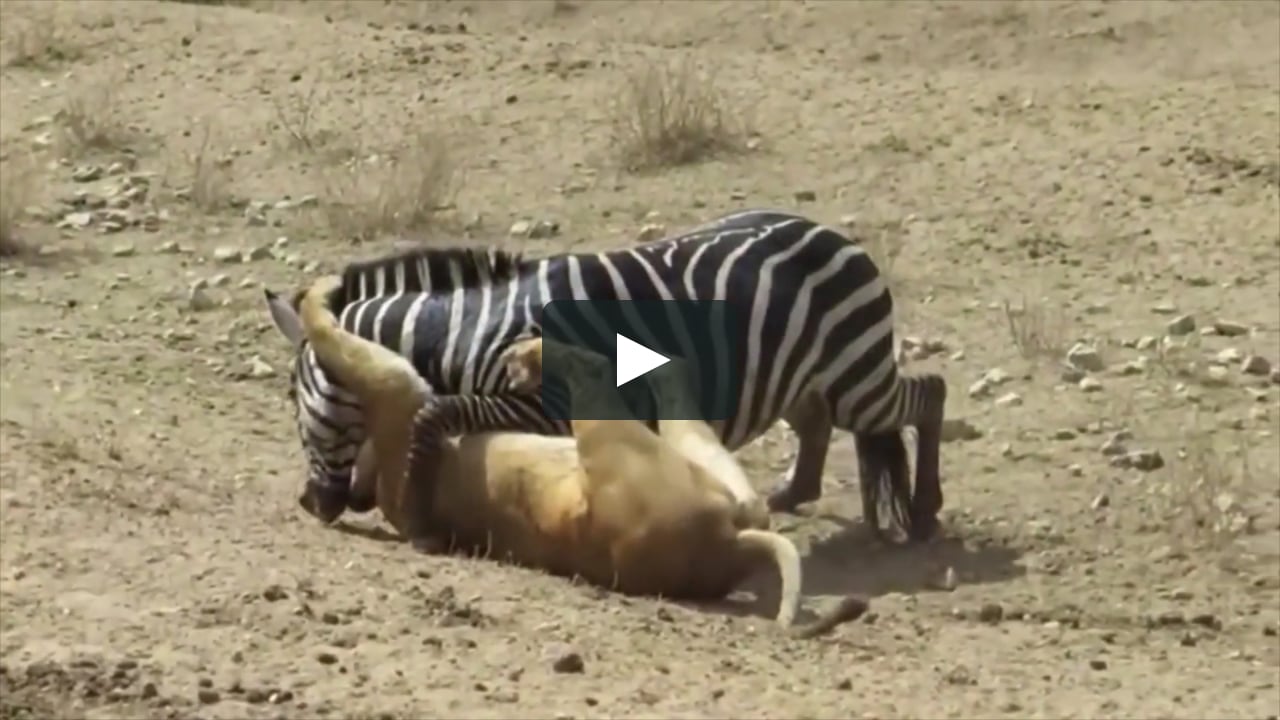 Битвы диких животных видео. Лев охотится на зебру. Охота на зебру. Львица охотится на зебру.