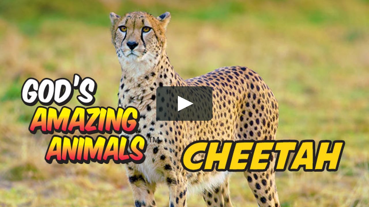 CHEETAH - God's Amazing Animals on Vimeo