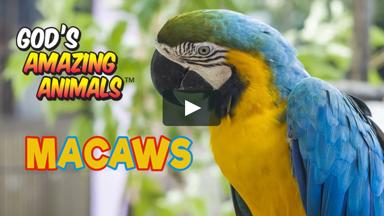 MACAW - God's Amazing Animals on Vimeo