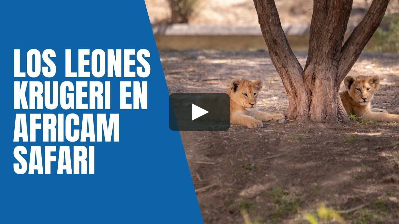 Leones krugeri, la subespecie que se reproduce en Africam on Vimeo